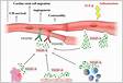 The role of anti-vascular endothelial growth factor anti-VEGF